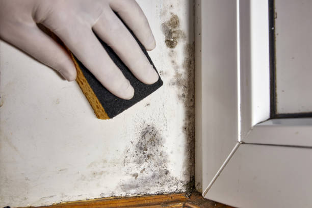 Best Biohazard Mold Removal  in Buckhorn, CA